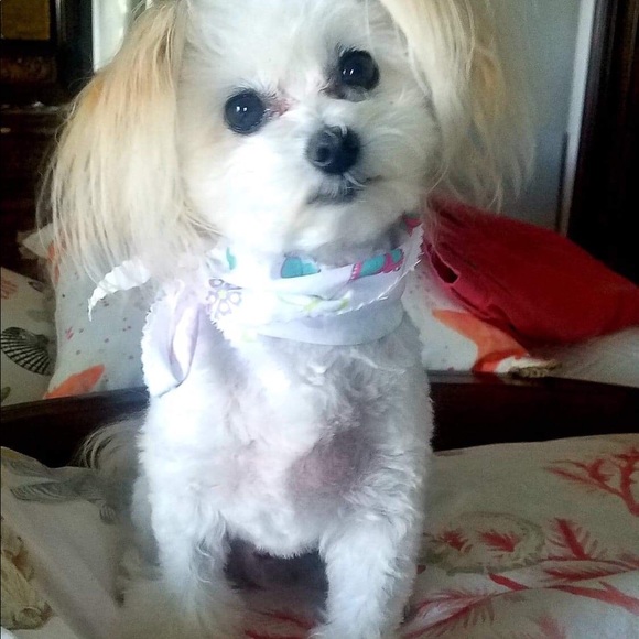 Hi, I'm Dana, or Dee Dee, as my Grands call me. - Picture 8 of 15